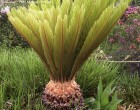 Cykas Japonský (rostlina: Cycas revoluta) 1 semeno