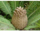 Dión jedlý (rostlina: Dioon edule) 2 semena