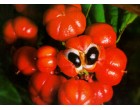 Guarana (rostlina: Paullinia cupana) 3 semena
