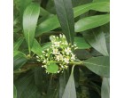 Cesmína paraguayská (rostlina: Ilex paraguariensis) semena