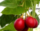 Raj�enka �epov� - Tamarilo ( rostlina: Solanum betaceum)   semena