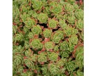 Aeonium spathulatum (rostlina: Aeonium spathulatum) semena