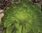 Aeonium ciliatum (rostlina: Aeonium ciliatum) semena