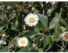 Cheesman (rostlina: Pachystegia insignis) 7 semen