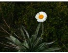Mountain daisy (rostlina: Celmisia semicordata) 7 semen