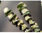 Blahovičník Aplnina (rostlina: Eucalyptus alpina) 7 semen