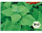 Melde – Lebeda Zahradní (rostlina: Atriplex hortensis) BIO semena