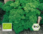 Petržel Grandeur BIO semena