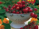 Cherry rajče Dasher F1