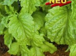 Bazalka Serrata kade�av� (rostlina: ocinum basillicum) - sem�nka bazalky