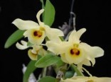 Orchideje - Dendrobium friedericksianum (rostlina: Dendrobium friedericksianum)  cca 100 semen