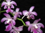 Orchideje - Aerides crassifolia (rostlina: Aerides crassifolia) cca 100 semen