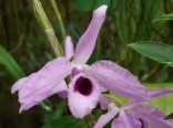 Orchideje - Dendrobium anosmum (rostlina: dendrobium anosmum) cca 100 semen
