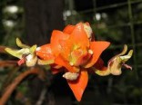 Orchideje - Eria ornata (rostlina: Eria ornata) cca 100 semen