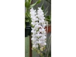 Orchideje - Aerides odorata (rostlina: Aerides odorata) cca 100 semen