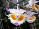 Orchideje - Dendrobium devonianum (rostlina: Dendrobium devonianum) cca 100 semen