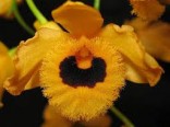 Orchideje - Dendrobium fimbriatum - oran�ov� (rostlina: Dendrobium fimbriatum) cca 100 semen