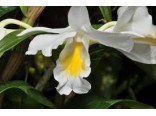 Orchideje - Dendrobium formosum - b�l� (rostlina: Dendrobium formosum) cca 100 semen