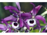 Orchideje - Dendrobium lituiflorum (rostlina: Dendrobium lituiflorum) cca 100 semen