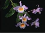 Orchideje - Dendrobium findlayanum (rostlina: Dendrobium findlayanum) cca 100 semen