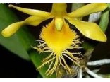 Orchideje - Dendrobium brymerianum (rostlina: Dendrobium brymerianum) cca 100 semen