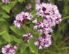 Dobromysl obecn� (rostlina: Origanum vulgare) - semena 0,2g