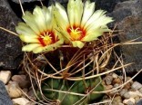 Kaktus Senile (rostlina: Astrophytum senile) – 6 semen kaktusu