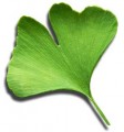 Ginkgo Biloba