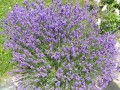Levandule - kráska z Provence