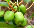 Minikiwi - mrazuvzdorné exotické ovoce