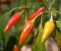 Chilli papička - národní symbol Maďarska