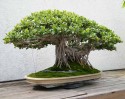 Fíkovník jako elegantní bonsai